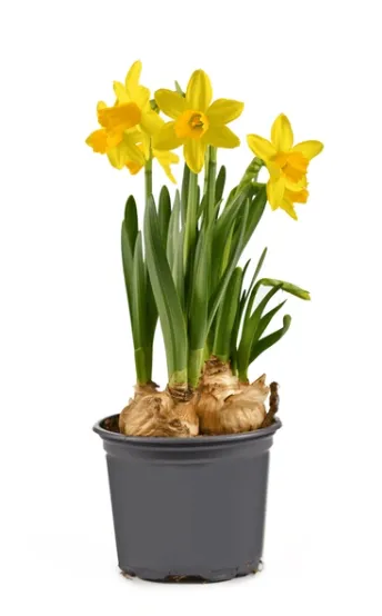 Daffodils and plastic flower pots