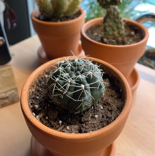 Drought-tolerant plants and terracotta pots