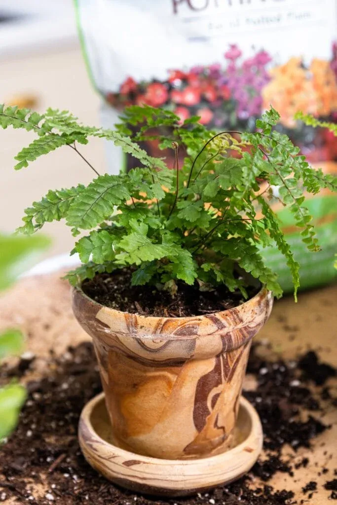 Fern in terracotta pot