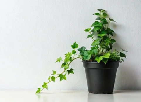 Indoor plants with plastic pots