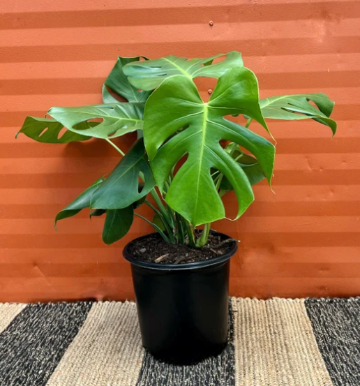 Tropical plants and terracotta pots